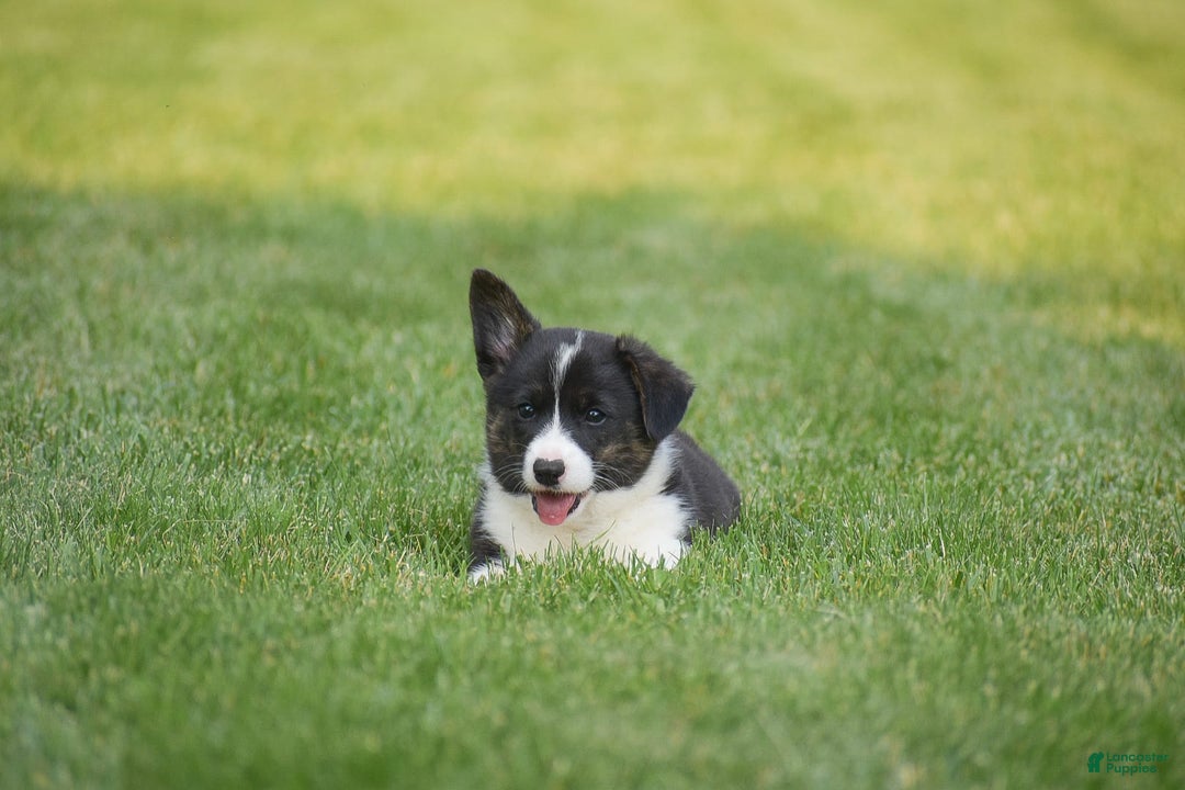 Welsh Corgi Pembroke dogs for sale: Rhett - Image 2