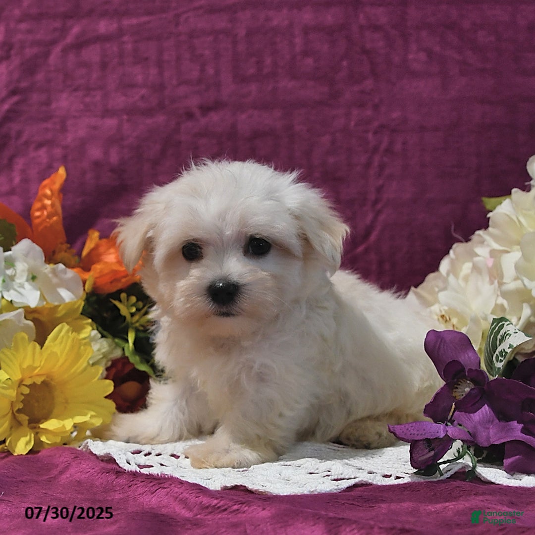 Maltese dogs for sale: Gage - Image 2