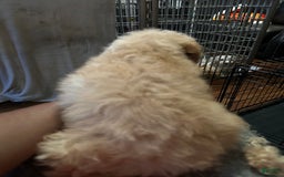 Maltipoo dogs for sale: Luke - Image 4