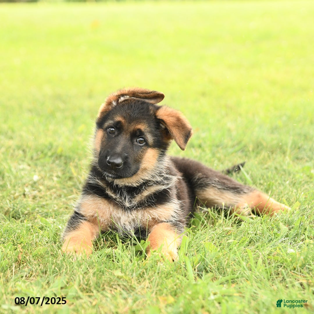 German Shepherd dogs for sale: Dawn - Image 5