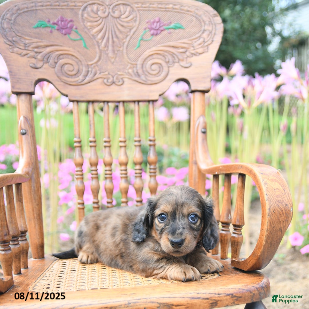 Miniature Dachshund dogs for sale: Zoey - Image 4