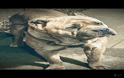 Cane Corso dogs for sale: Blue - Image 7