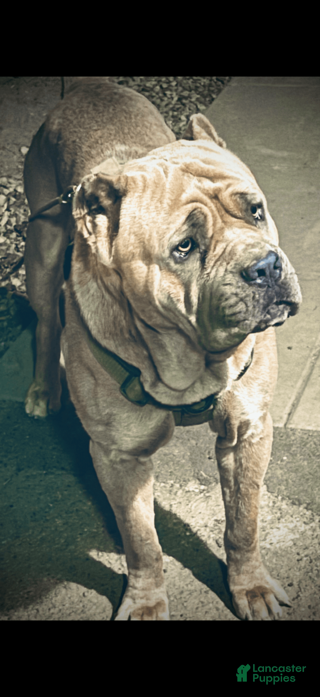 Cane Corso dogs for sale: Blue - Image 7