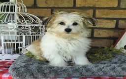Havapoo dogs for sale: Toby - Image 9
