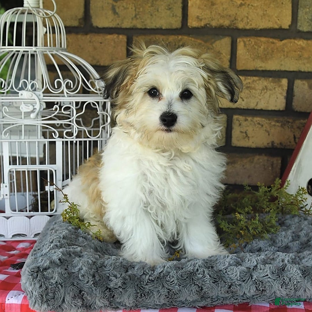 Havapoo dogs for sale: Toby - Image 9
