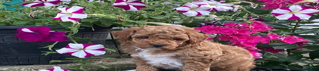 Cookie