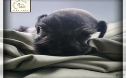 Miniature Schnauzer dogs for sale: Walter - Image 8
