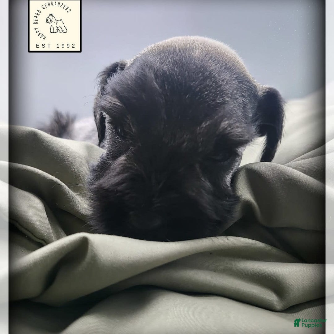 Miniature Schnauzer dogs for sale: Walter - Image 8