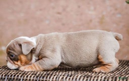 English Bulldog dogs for sale: Lexie - Image 23
