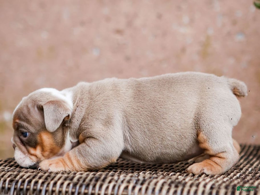 English Bulldog dogs for sale: Lexie - Image 23