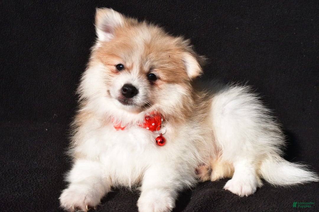 Pomeranian dogs for sale: Pomeranian 2 puppies - Image 2