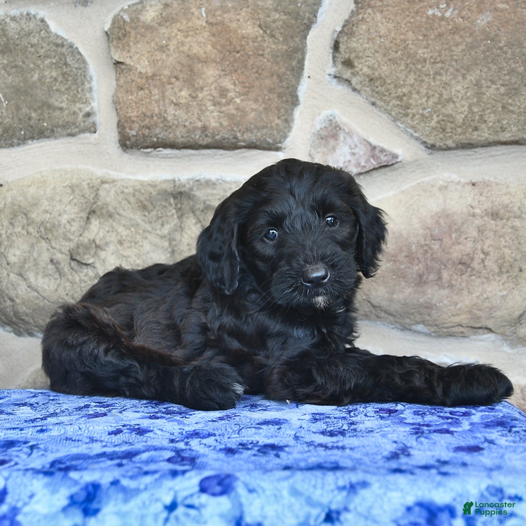Goldendoodle dogs for sale: Summer - Image 1