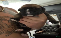 South African Boerboels dogs for sale: Debo - Image 3