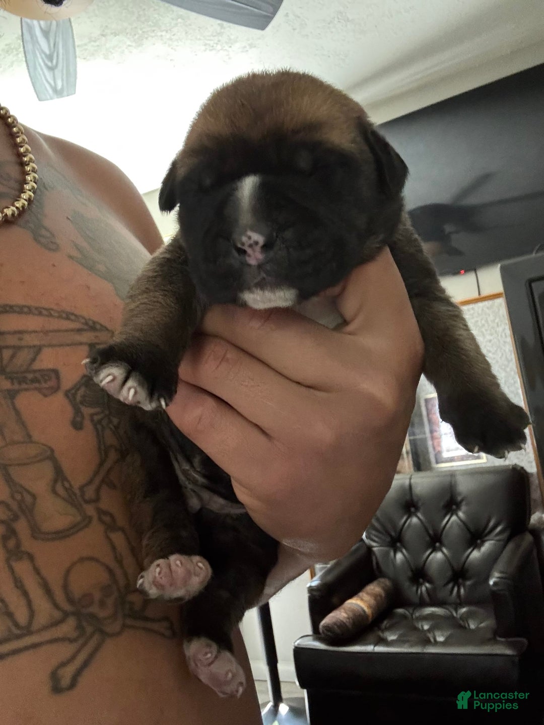 South African Boerboels dogs for sale: Debo - Image 3