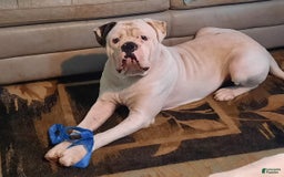 American Bulldog dogs for sale: Briar Rose - Image 5