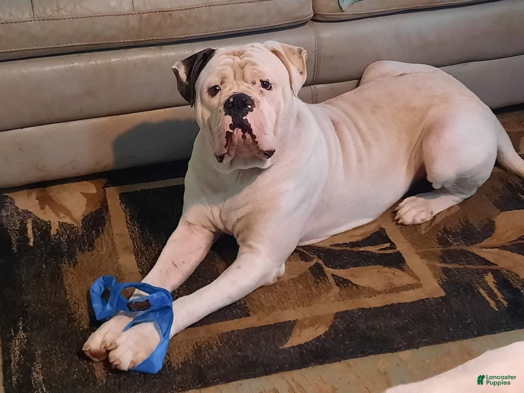 American Bulldog dogs for sale: Briar Rose - Image 5