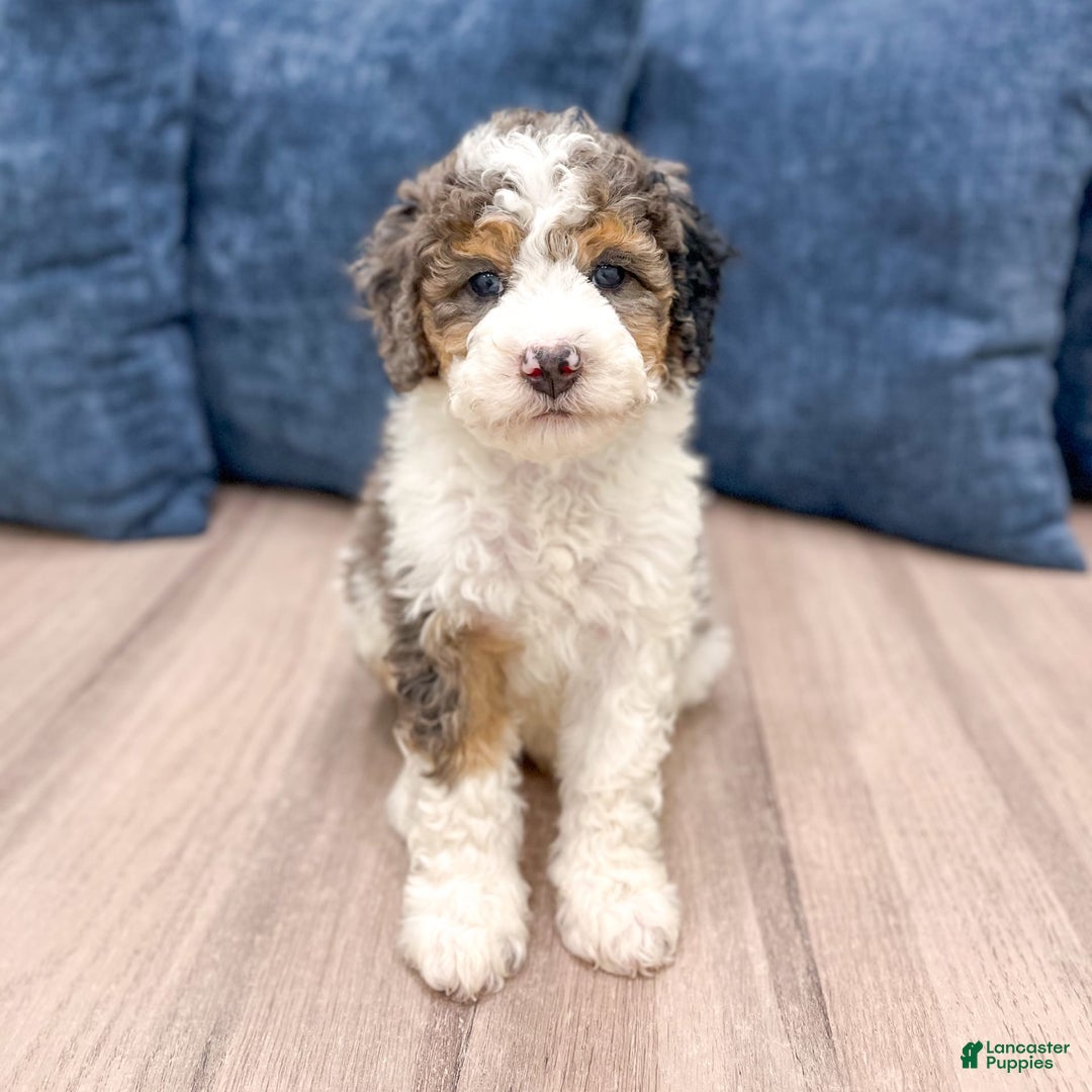 Mini Bernedoodle dogs for sale: Betty - Image 2