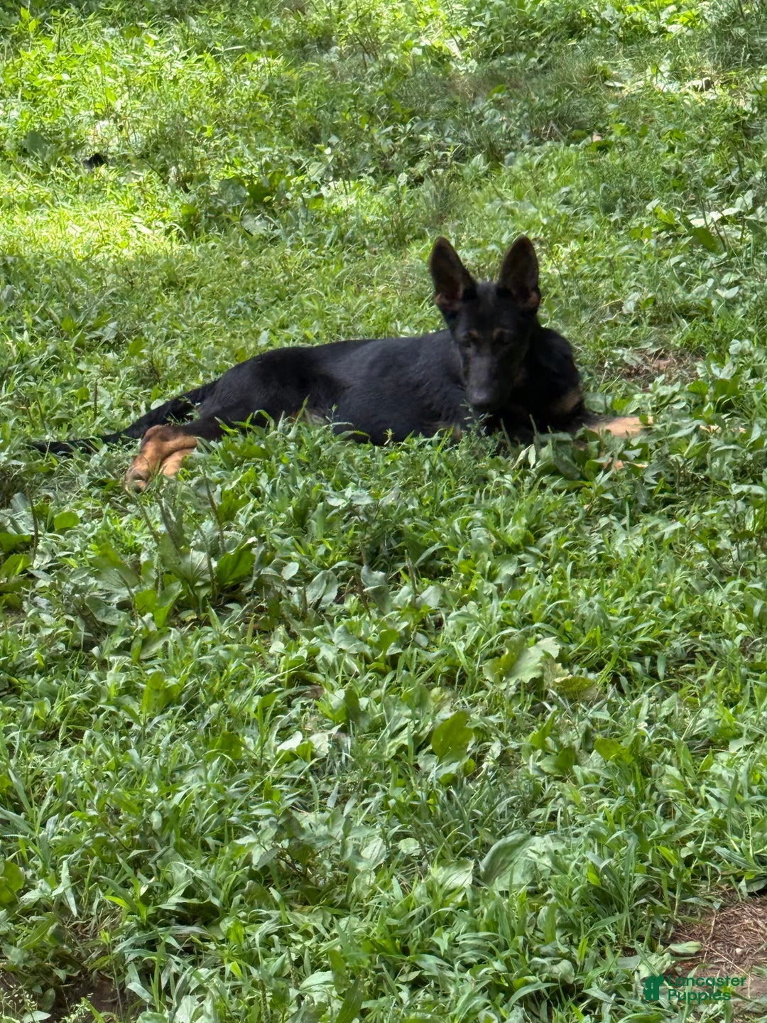German Shepherd dogs for sale: Princess - Image 9
