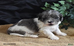 Cavapoo dogs for sale: Aaron - Image 1