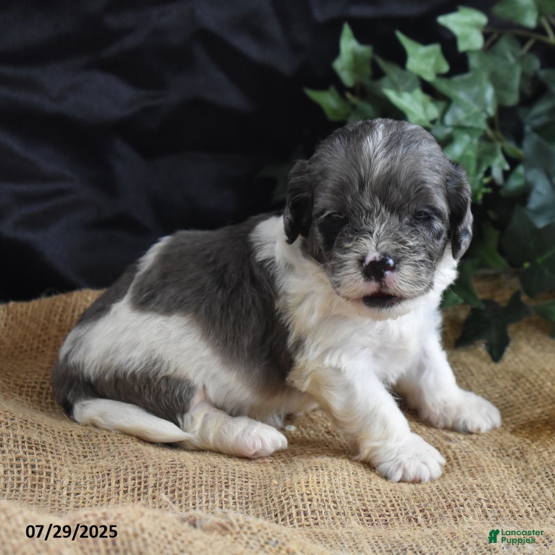 Cavapoo dogs for sale: Aaron - Image 1