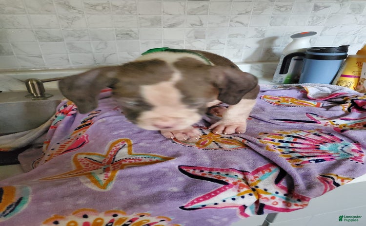 American Pit Bull Terrier dogs - Advert 12