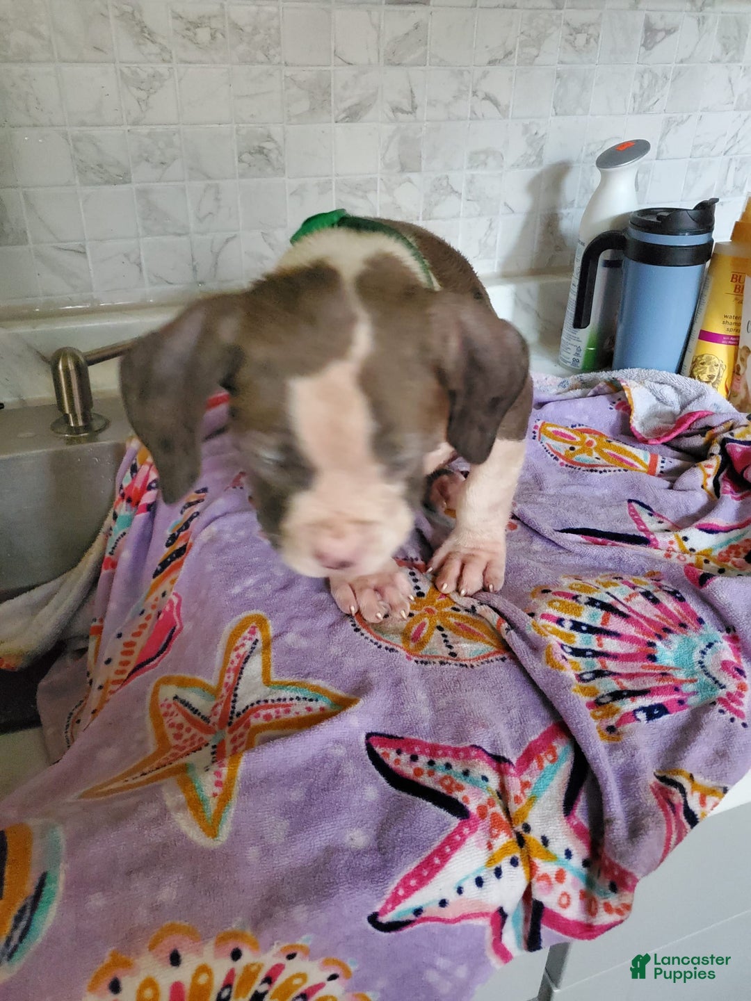 American Pit Bull Terrier dogs for sale: Spaz - Image 4