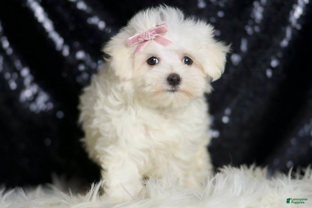 Maltese dogs for sale: Claudia - Image 3