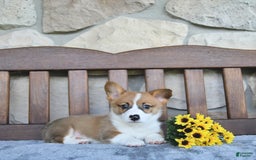 Welsh Corgi Pembroke dogs for sale: Brody - Image 4