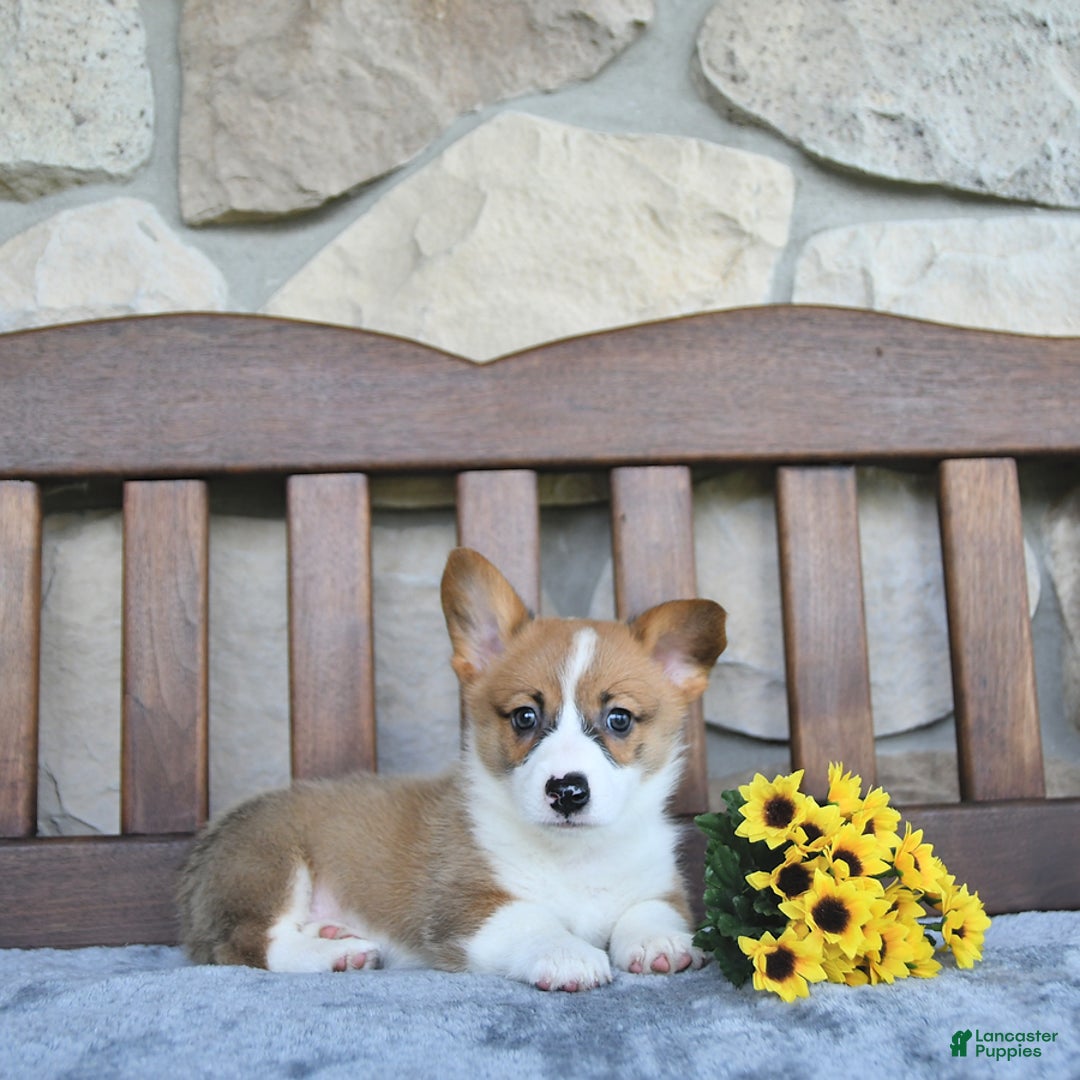Welsh Corgi Pembroke dogs for sale: Brody - Image 4
