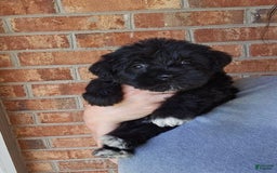 Miniature Schnauzer dogs for sale: Girl 2 - Image 2