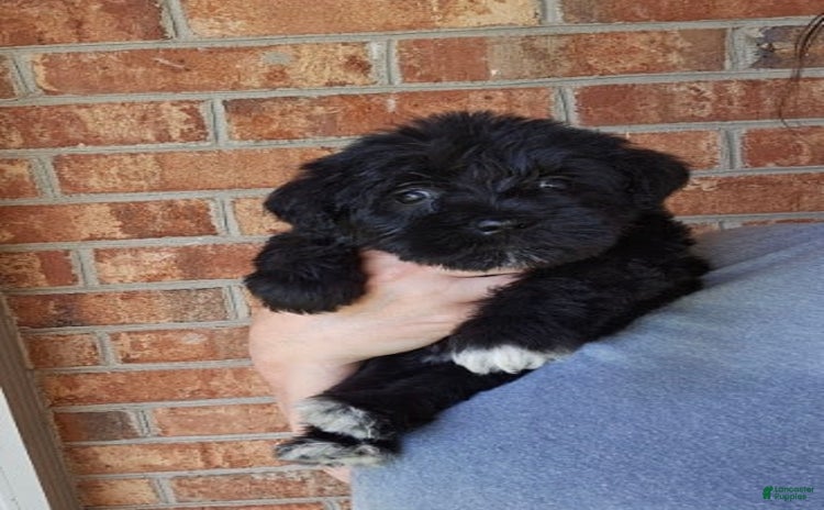 Miniature Schnauzer dogs for sale - Ad 1