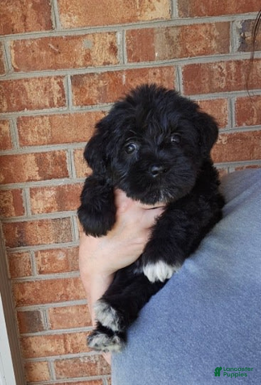 Miniature Schnauzer dogs for sale: Girl 2 - Image 2