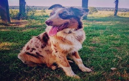 Australian Shepherd dogs for sale: Sky - Image 7