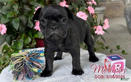 French Bulldog dogs for sale: French Bulldog 6 puppies - Image 15