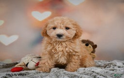Bichpoo dogs for sale: Jessica - Image 7