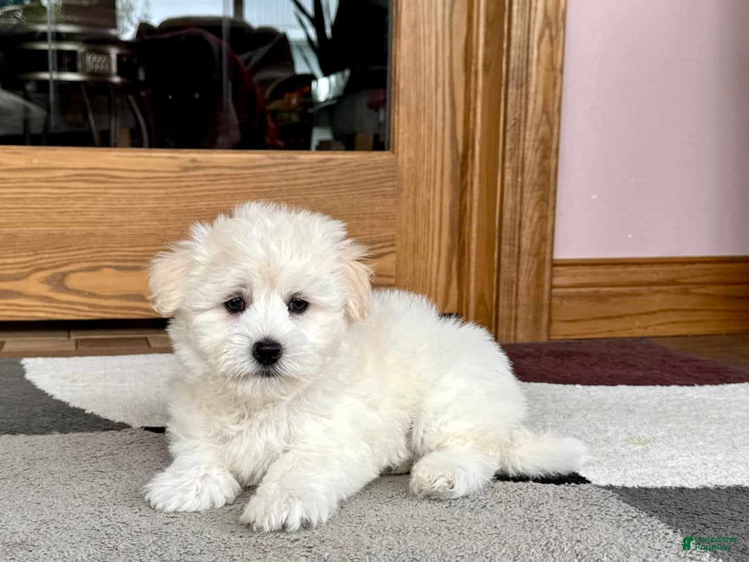 Coton De Tulear dogs for sale: Rodney - Image 2