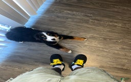 Bernese Mountain Dog dogs for sale: Boe - Image 2