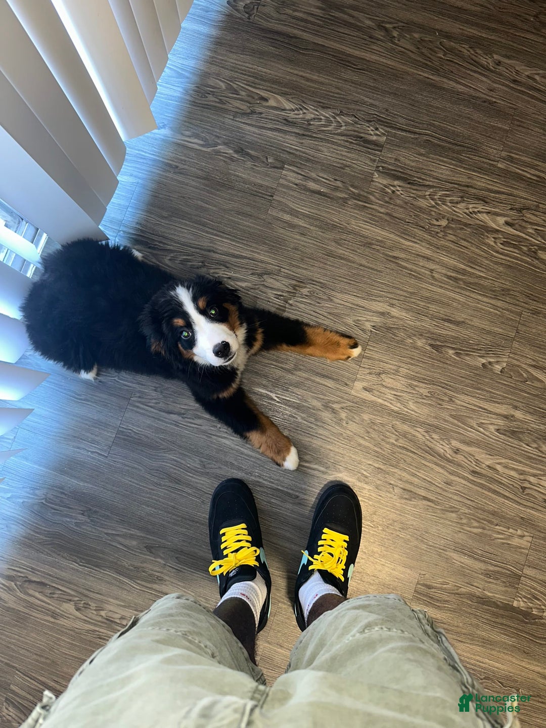Bernese Mountain Dog dogs for sale: Boe - Image 2