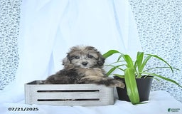 Mini Goldendoodle dogs for sale: Kai - Image 7