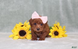 Miniature Poodle dogs for sale: Val - Image 5