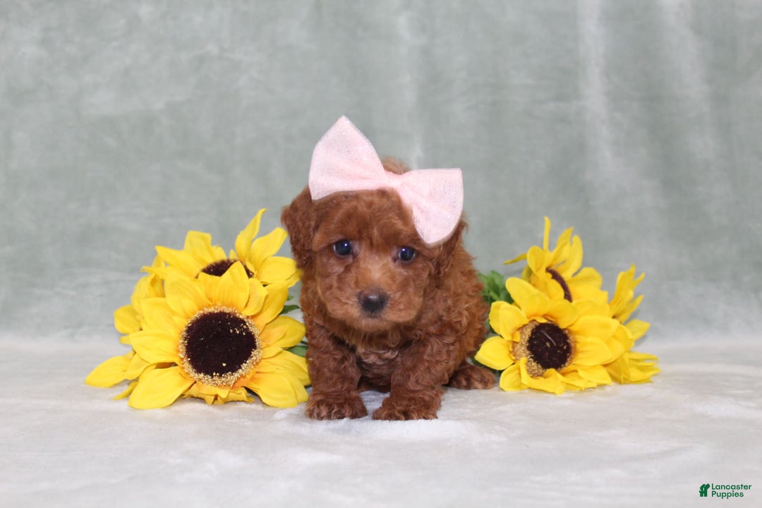 Miniature Poodle dogs for sale: Val - Image 5