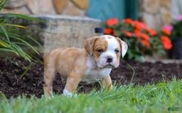 Beabull dogs for sale: Dewey - Image 3