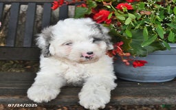 Mini Aussiedoodle dogs for sale: Ace - Image 1