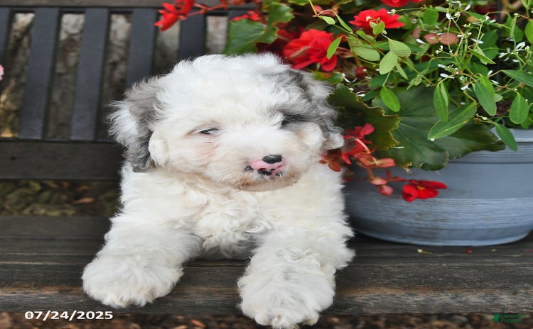 Mini Aussiedoodle dogs for sale - Ad 1