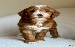 Mini Goldendoodle dogs for sale: Wrangler - Image 3