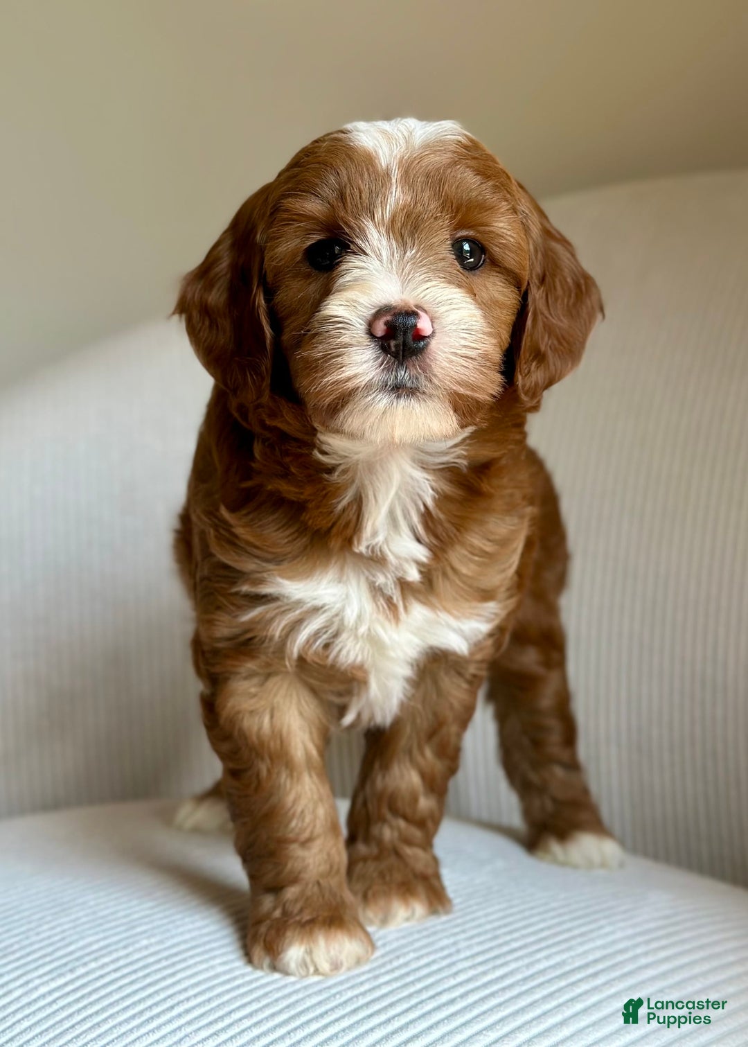 Mini Goldendoodle dogs for sale: Wrangler - Image 3