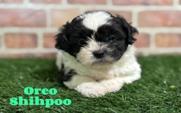Shihpoo dogs for sale: Shih-Poo 3 puppies - Image 1