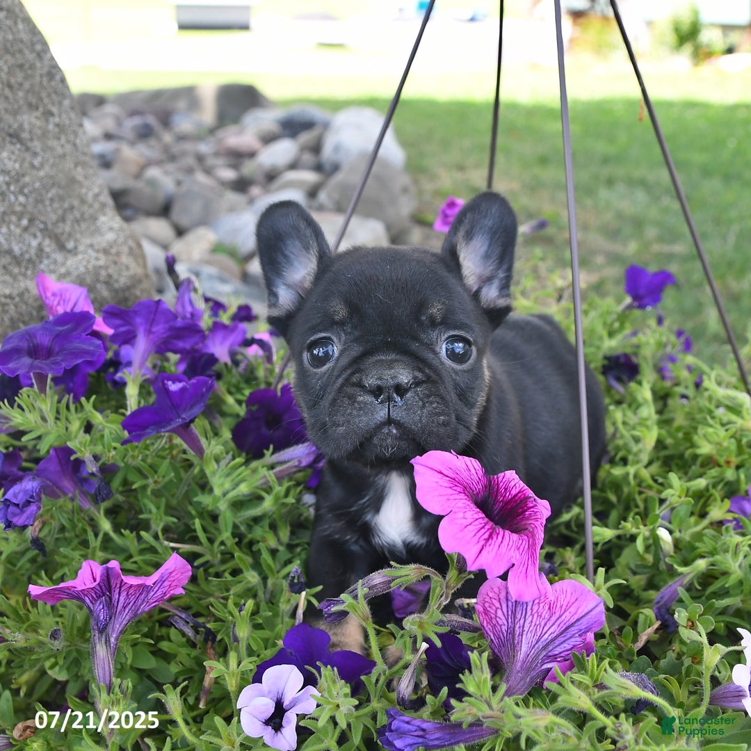 French Bulldog dogs for sale: Fancy - Image 5