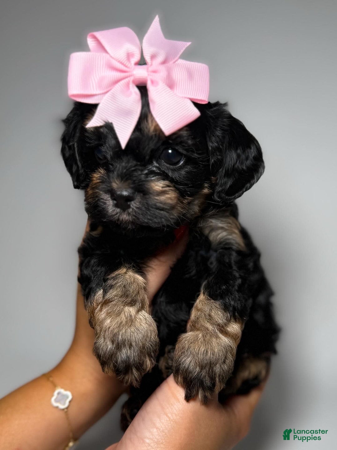 Toy Poodle dogs for sale: Toy Poodle 5 puppies - Image 3