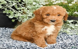 Mini Goldendoodle dogs for sale: Qbert - Image 3